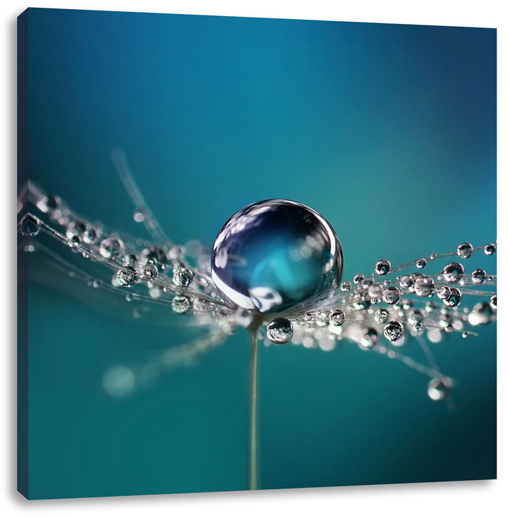 Pixxprint Wassertropfen auf Einer Pusteblume als Leinwandbild/Grösse: 70x70 cm/Wandbild/Kunstdruck/f