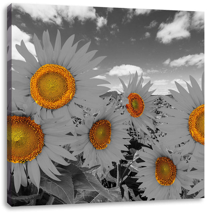 Pixxprint Tolles Sonnenblumenfeld als Leinwandbild Quadratisch/Grösse: 70x70 / Wandbild/Kunstdruck/f