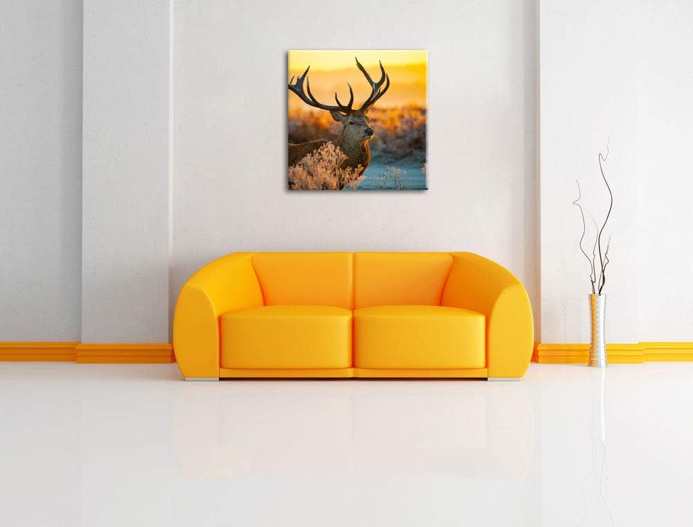 Stolzer Hirsch auf Wiese, Format: 70x70 auf Leinwand, XXL riesige Bilder fertig gerahmt mit Keilrahm