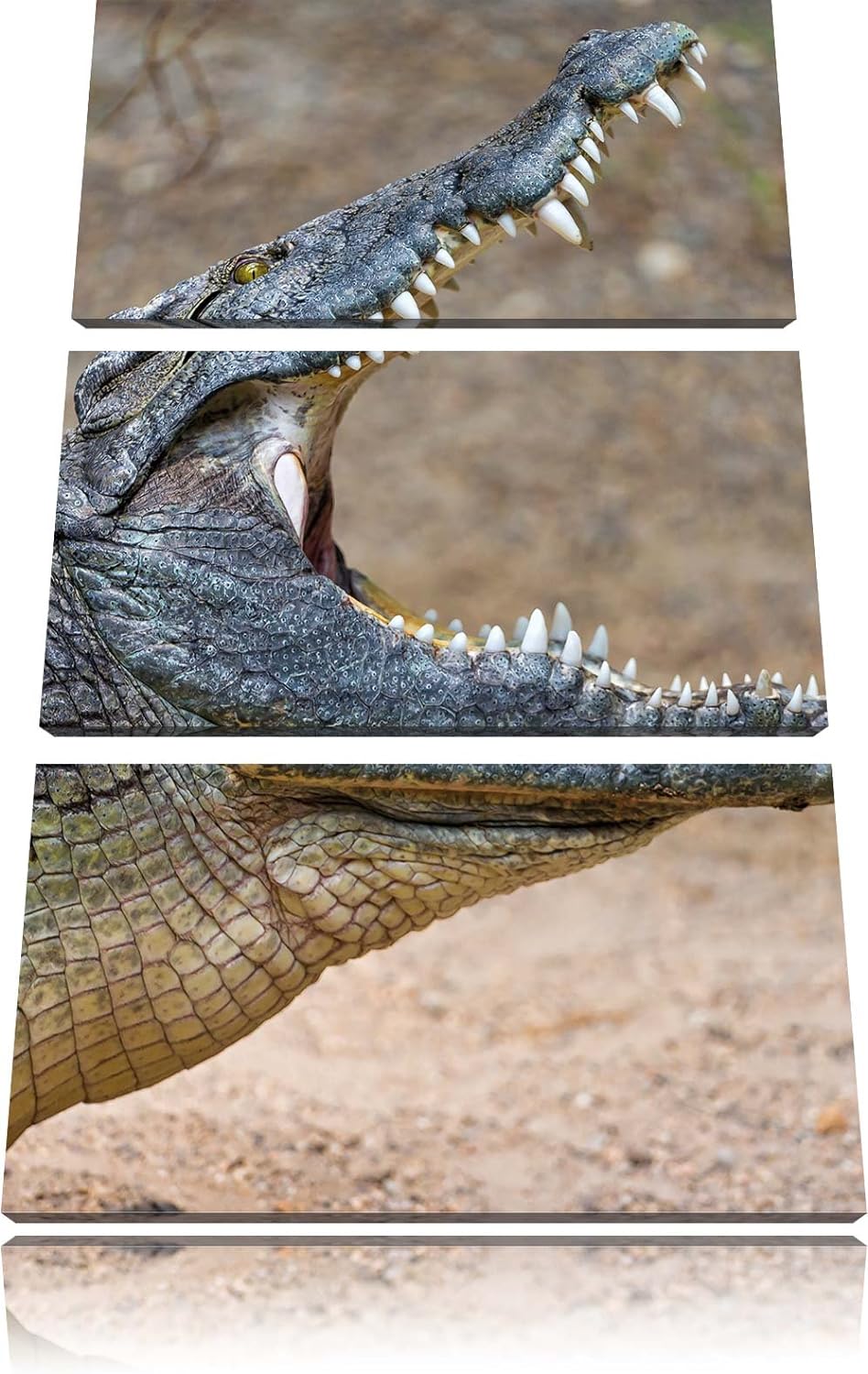 Pixxprint gewaltiges Krokodil als Leinwandbild/Grösse: 3 Teilig (120x80) cm/Wandbild/Kunstdruck/fert