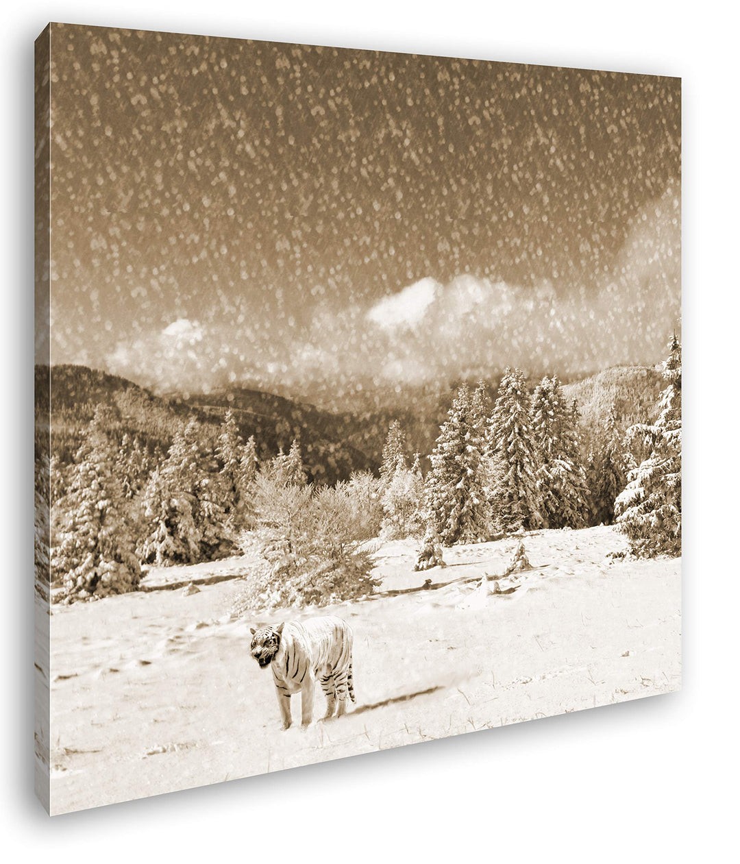 deyoli Tiger im Schneesturm Format: 60x60 Effekt: Sepia als Leinwandbild, Motiv auf Echtholzrahmen,