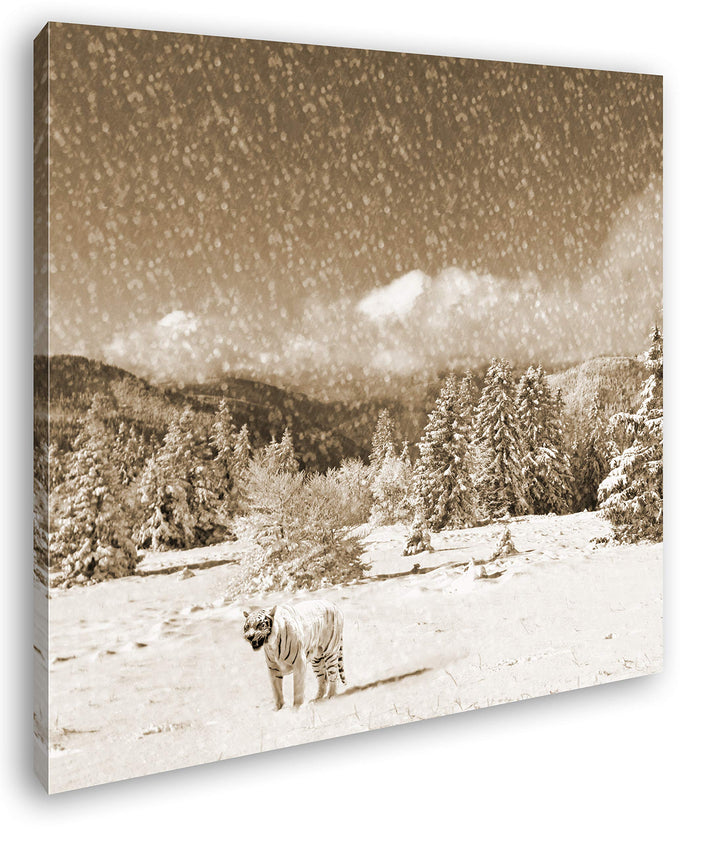 deyoli Tiger im Schneesturm Format: 60x60 Effekt: Sepia als Leinwandbild, Motiv auf Echtholzrahmen,