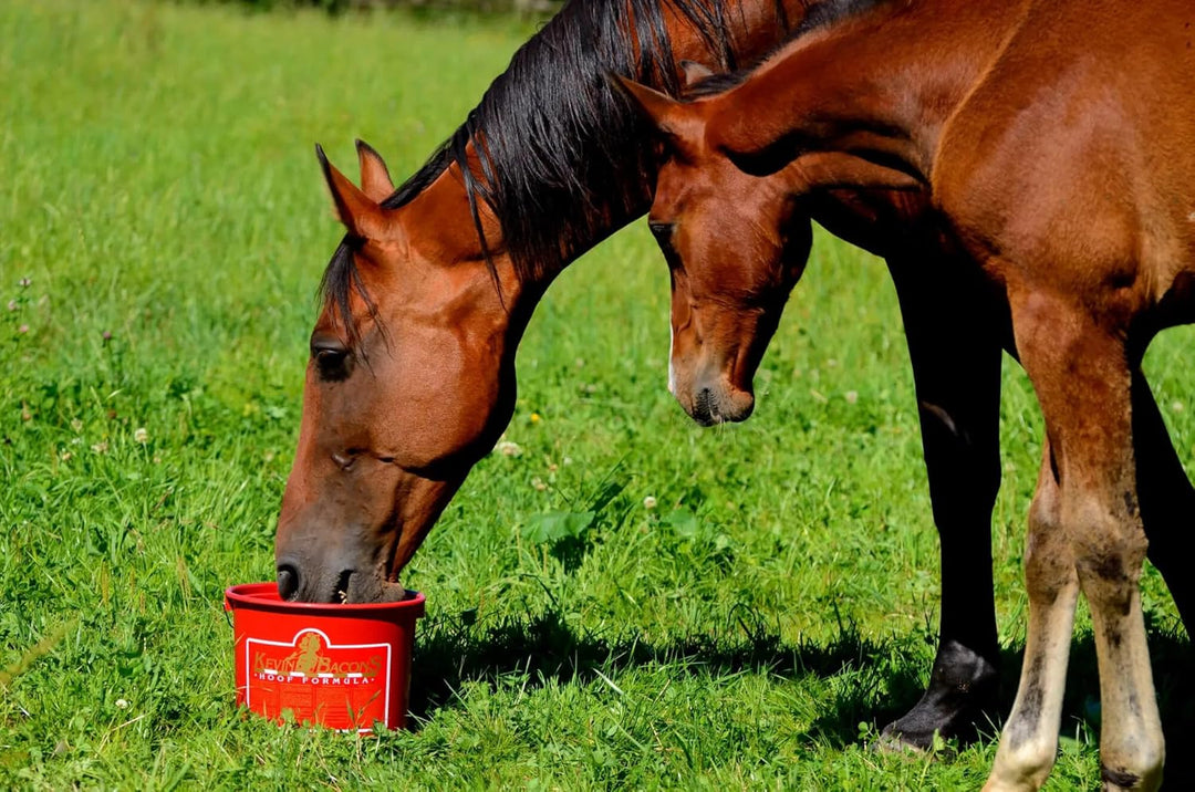 Kevin Bacon 5425023550304 Futterergänzungsmittel Hoof Formula zur Hufpflege 5 kg, 5 kg
