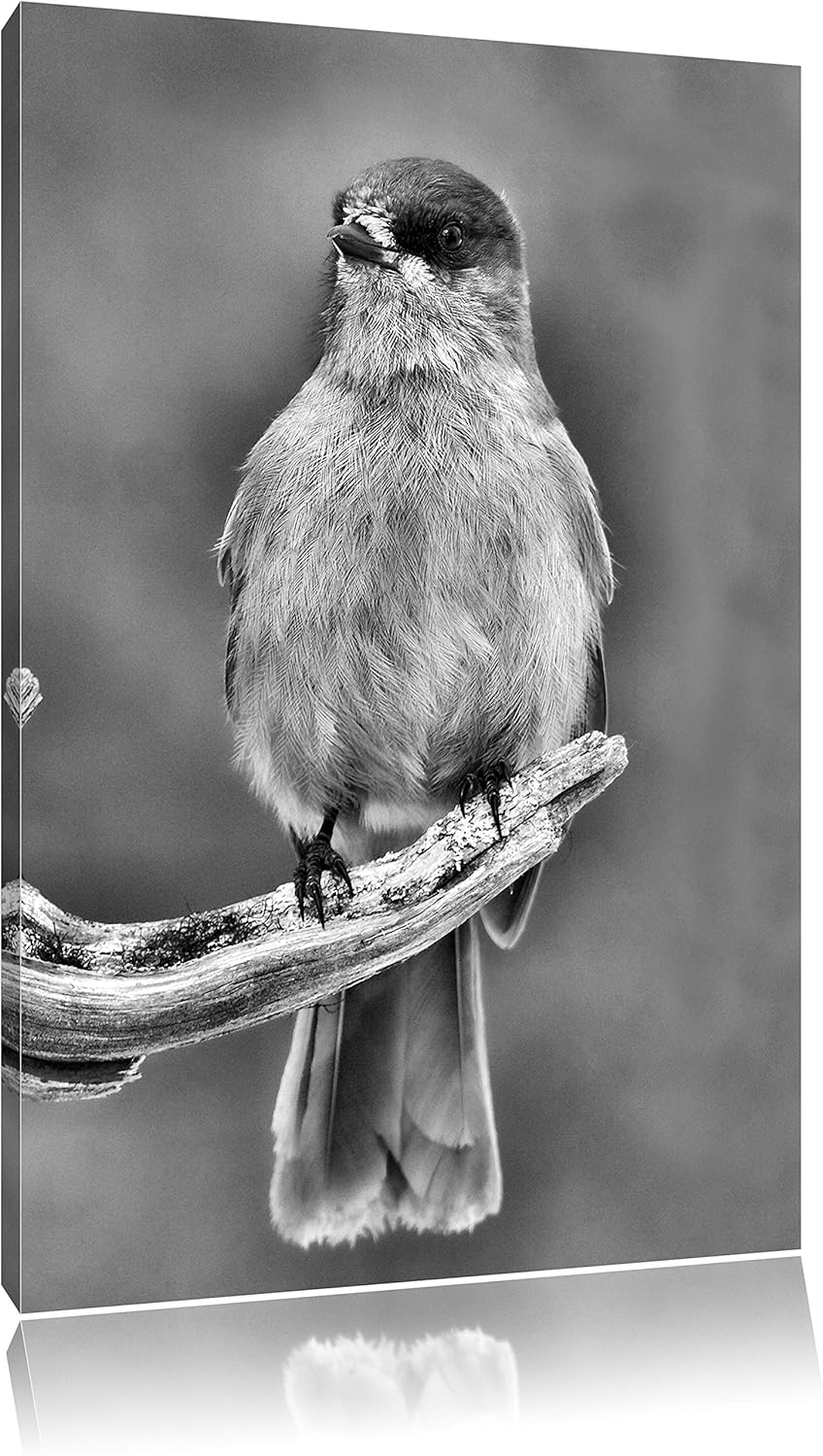 Pixxprint Kleiner Vogel auf AST / 100x70cm Leinwandbild bespannt auf Holzrahmen/Wandbild Kunstdruck