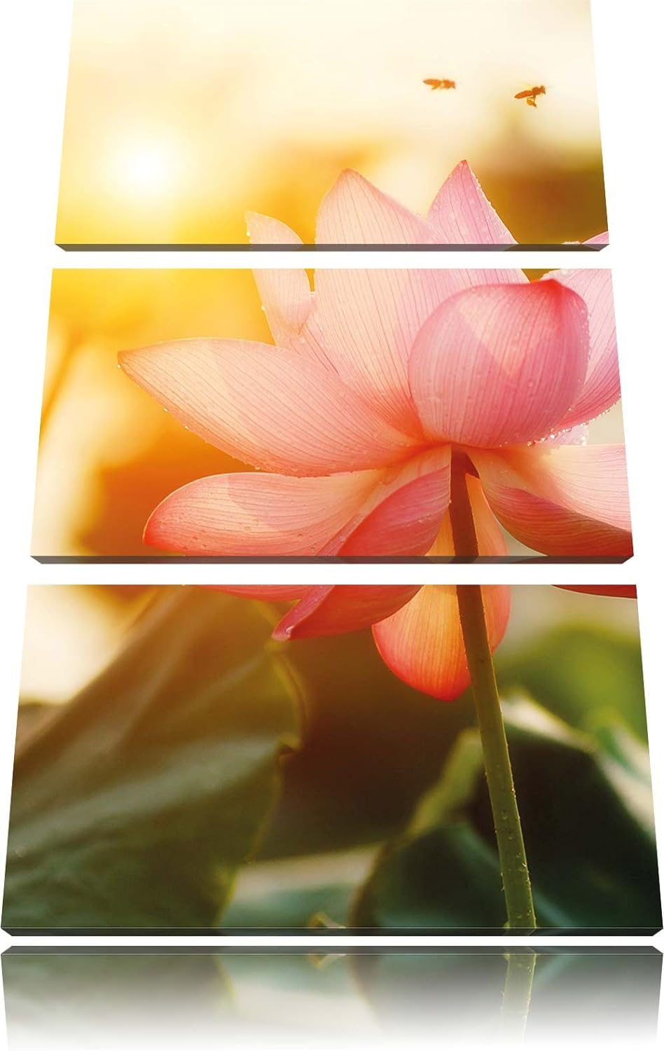 Pixxprint Lotus im Abendlicht als Leinwandbild | Grösse: 3 Teilig (120x80) | Wandbild| Kunstdruck |