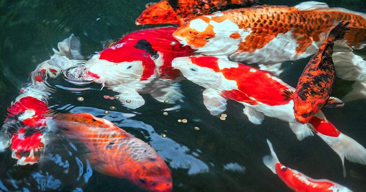 sera KOI Professional Koifutter 7 kg (21L) | Koi-Fischfutter für Frühjahr und Herbst | Für Temperatu