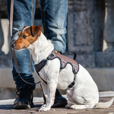 Ferplast Ergonomisches Hundegeschirr kleine Hunde ERGOTREKKING Small, Geschirr Hund Sechs Verschlüss