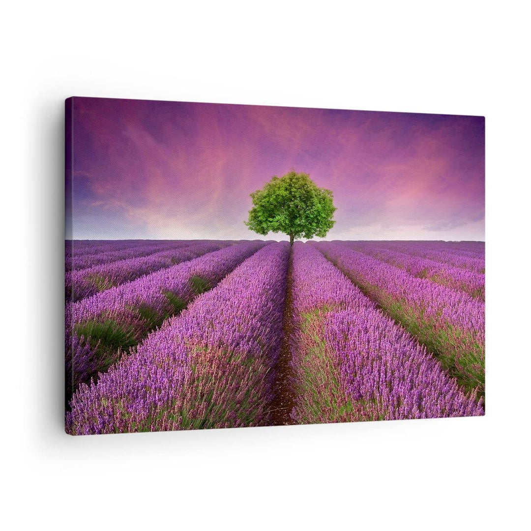Bilder auf Leinwand Wiese lavenda Sommer Landschaft Leinwandbild 70x50cm Wandbilder Dekoration Wohnz