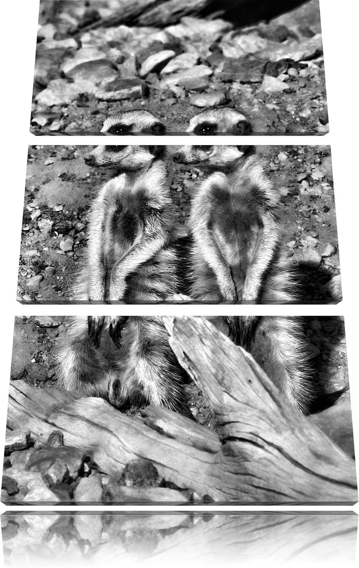 Pixxprint Monocrome, kleines Erdmännchen Rudel 3-Teiler Leinwandbild 120x80 Bild auf Leinwand