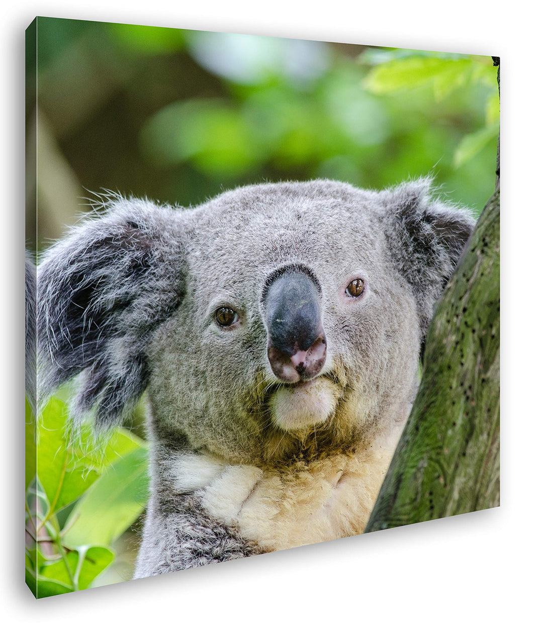 deyoli Kleiner Süsser Koala Format: 60x60 als Leinwandbild, Motiv fertig gerahmt auf Echtholzrahmen,