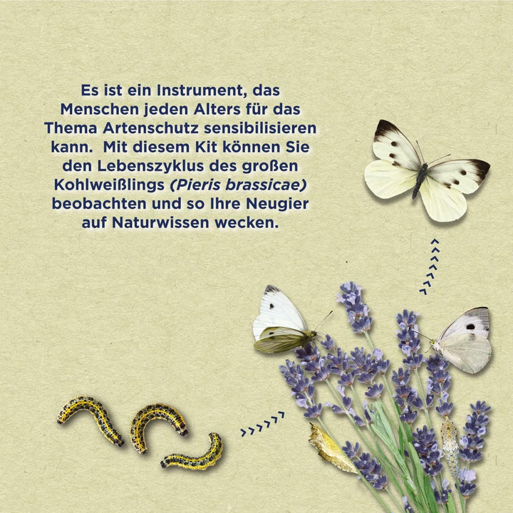 ButterflyKit, das Kit für die Zucht von Schmetterlingen der Gattung 'Grosser Kohlweissling' für zu H