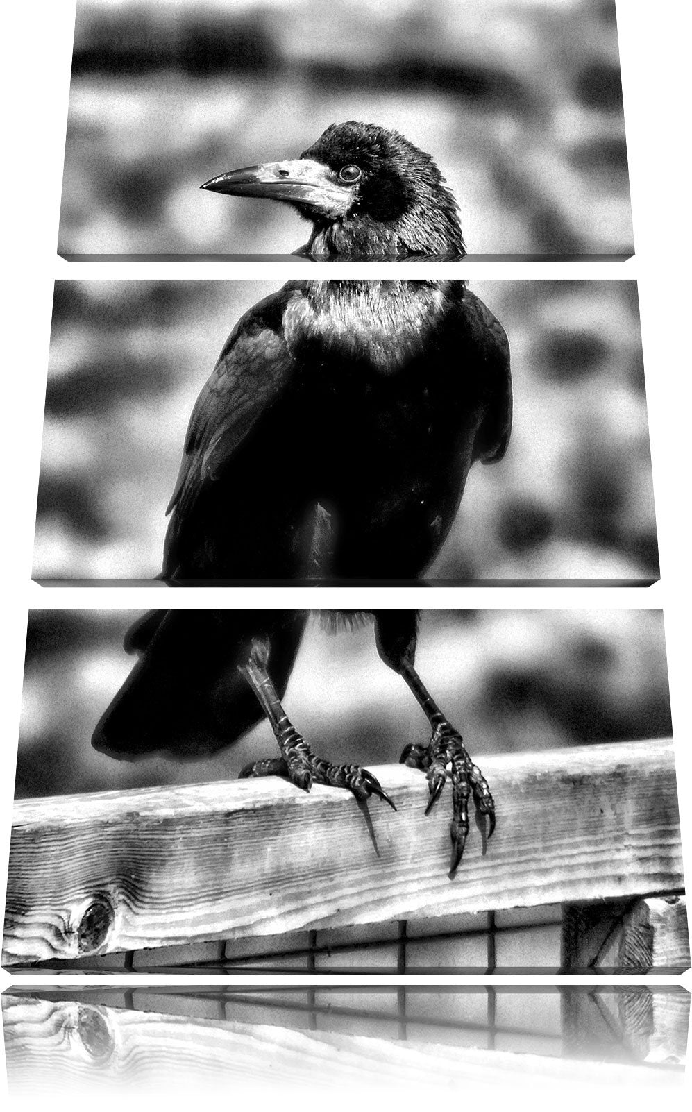 Pixxprint prachtvoller Rabe als Leinwandbild/Grösse: 3 Teilig (120x80) cm/Wandbild/Kunstdruck/fertig