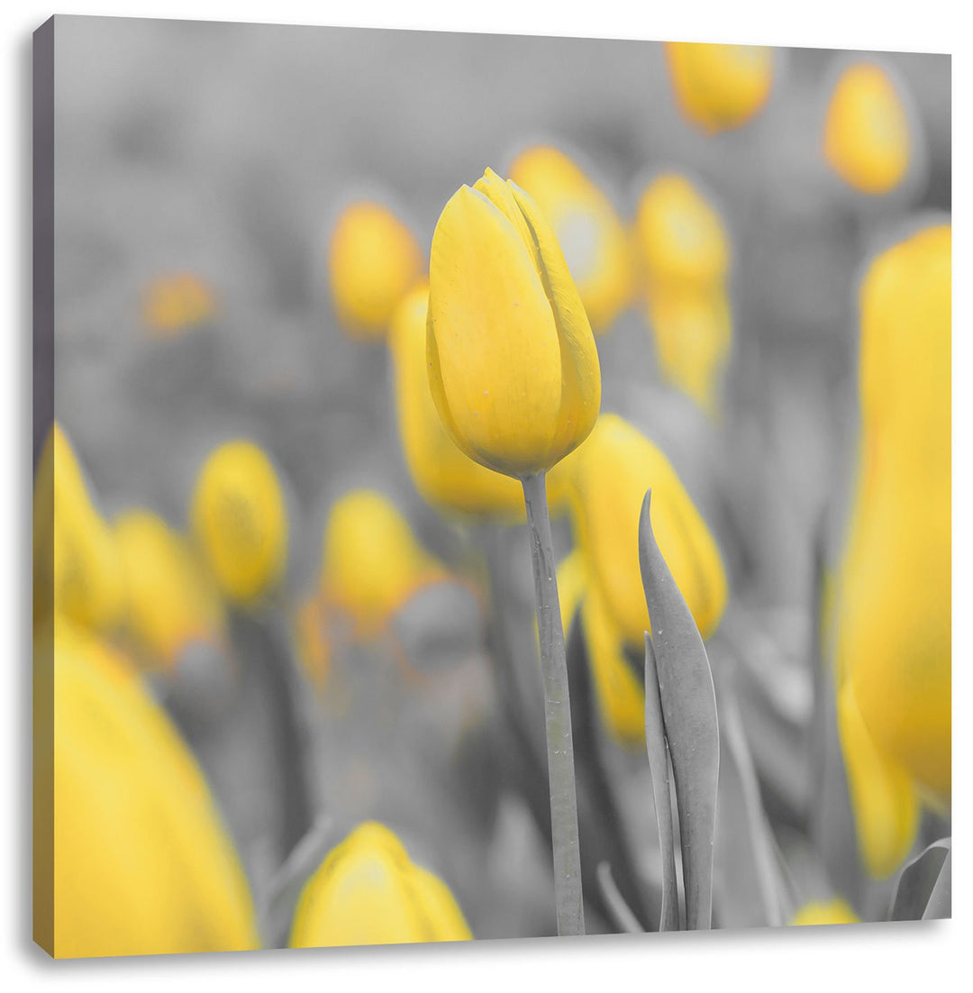 Pixxprint Gelbes Tulpenmeer als Leinwandbild/Grösse: 70x70 cm/Wandbild/Kunstdruck/fertig bespannt, 7