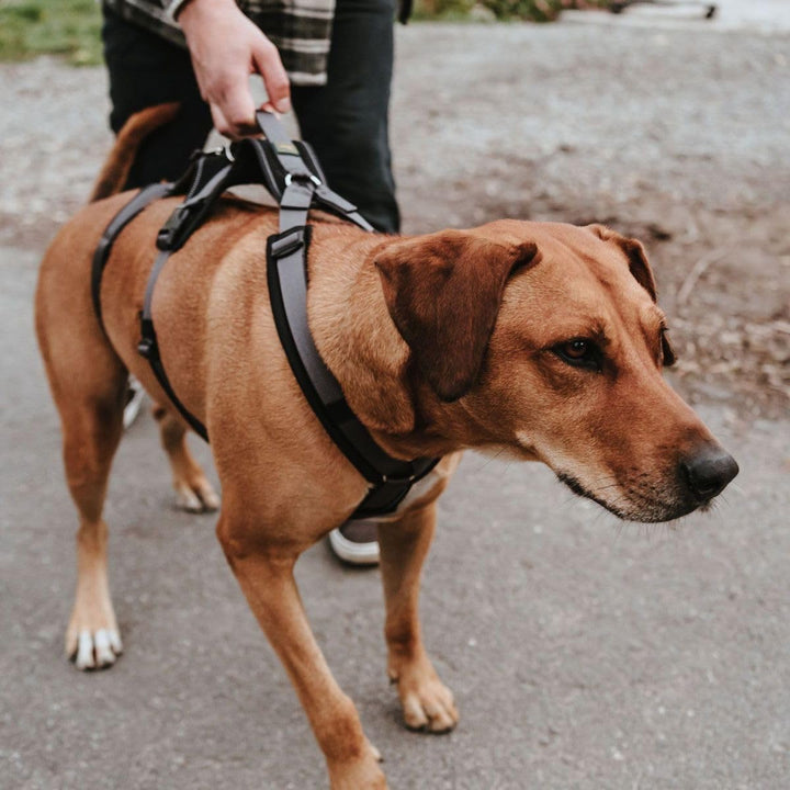 Sicherheitsgeschirr Maldon Farbe schwarz/grau, Grösse XS XS schwarz/grau, XS schwarz/grau