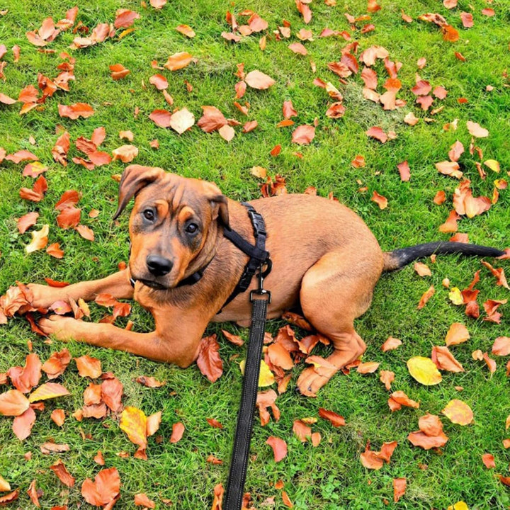 Toozey Schleppleine für Hunde 15m Gummierte Hundeleine für Kleine bis Grosse Hunde mit Handschlaufe