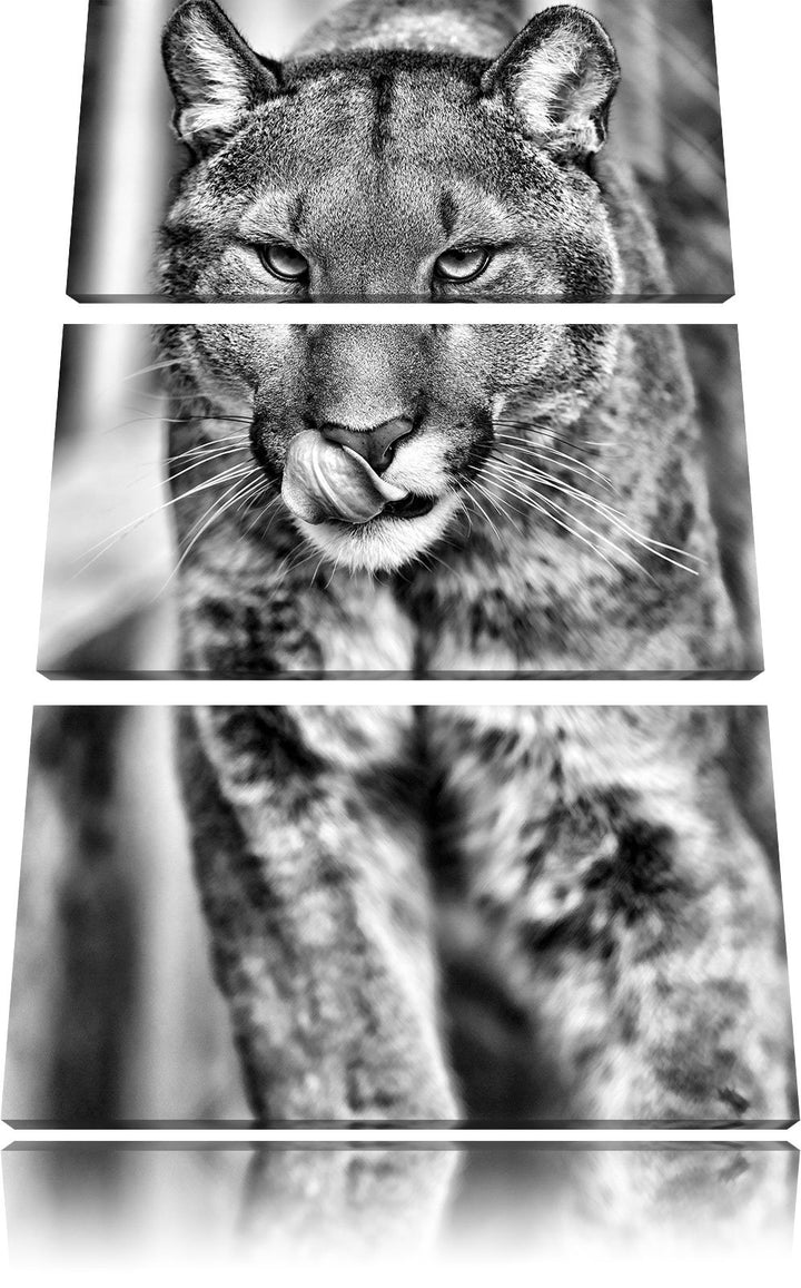 Pixxprint anmutiger Puma als Leinwandbild | Grösse: 3 Teilig (120x80) | Wandbild| Kunstdruck | ferti