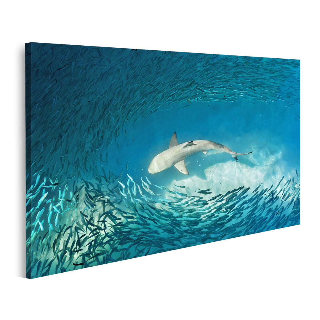 islandburner Leinwandbild Hai Kleiner Fisch Ozean Natur Hintergrund Bilder Drucke für Wohnzimmer Bür