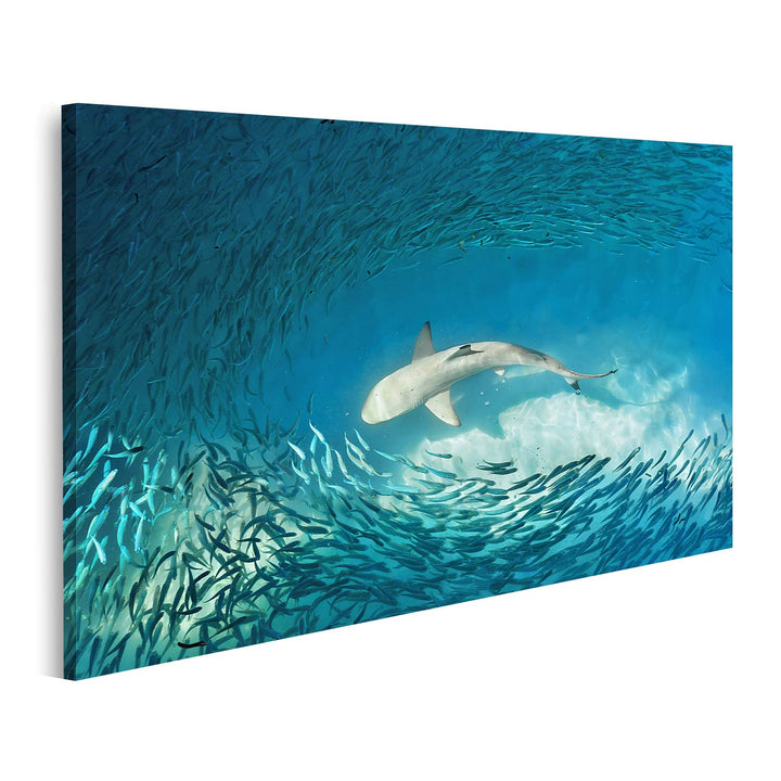 islandburner Leinwandbild Hai Kleiner Fisch Ozean Natur Hintergrund Bilder Drucke für Wohnzimmer Bür