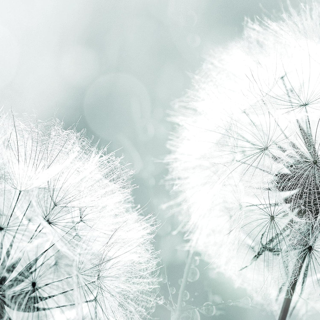 Runa Art Bild Wohnzimmer Schlafzimmer Pusteblume 5 Teilig Natur Grau Blau Wandbilder auf Vlies Leinw