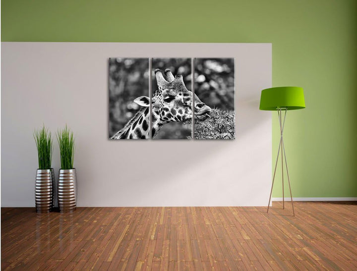 Pixxprint Monocrome, schöne Giraffe beim Fressen 3-Teiler Leinwandbild 120x80 Bild auf Leinwand