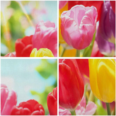 Bilder auf Leinwand Tulpe Blume Garten Plantage Leinwandbild 70x50cm Wandbilder Dekoration Wohnzimme