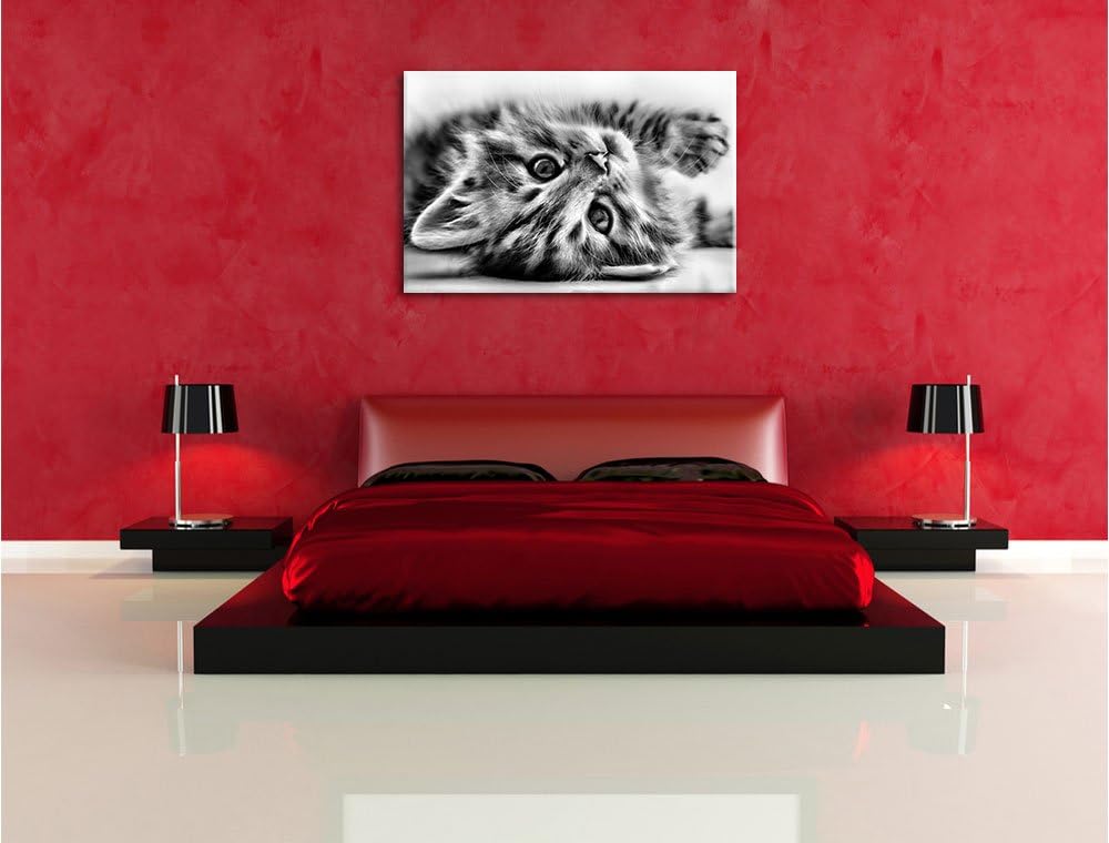 Pixxprint Süsses Katzenbaby / 100x70cm Leinwandbild bespannt auf Holzrahmen/Wandbild Kunstdruck Deko