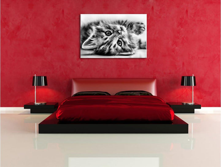 Pixxprint Süsses Katzenbaby / 100x70cm Leinwandbild bespannt auf Holzrahmen/Wandbild Kunstdruck Deko