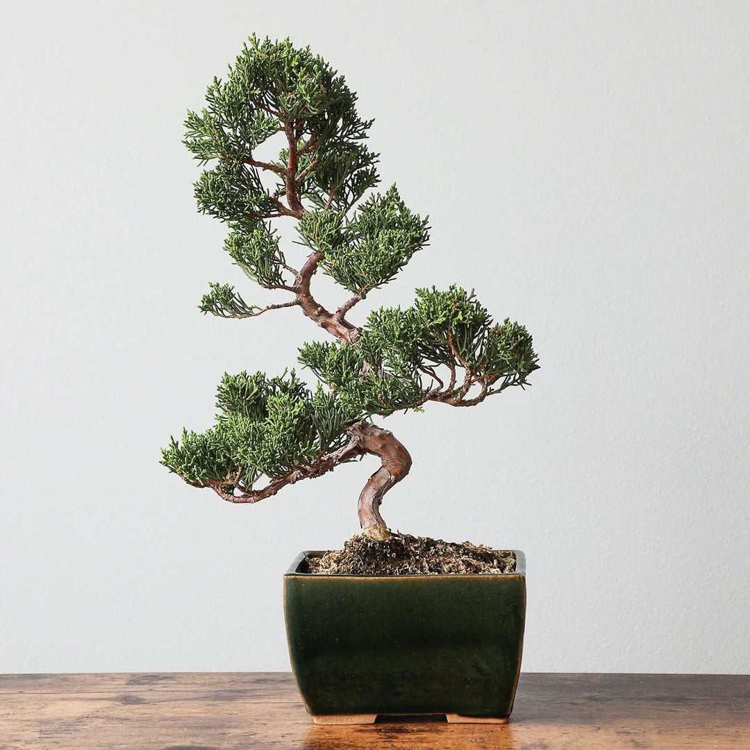 Wazakura Tokoname Serie Kleiner Handgefertigter Rechteckiger Bonsai-Topf mit Drainagelöchern 135 mm,