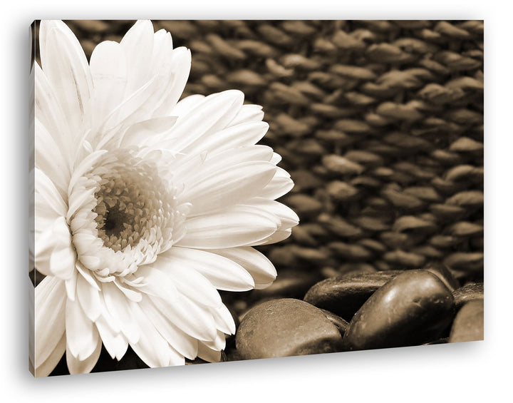 deyoli Weisse Gerbera Format: 80x60 Effekt: Sepia als Leinwandbild, Motiv fertig gerahmt auf Echthol