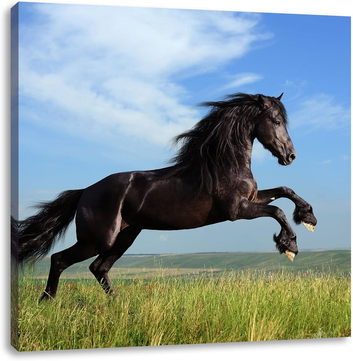 Pixxprint Schwarzer Hengst auf grünen Wiese als Leinwandbild/Grösse: 70x70 cm/Wandbild/Kunstdruck/fe