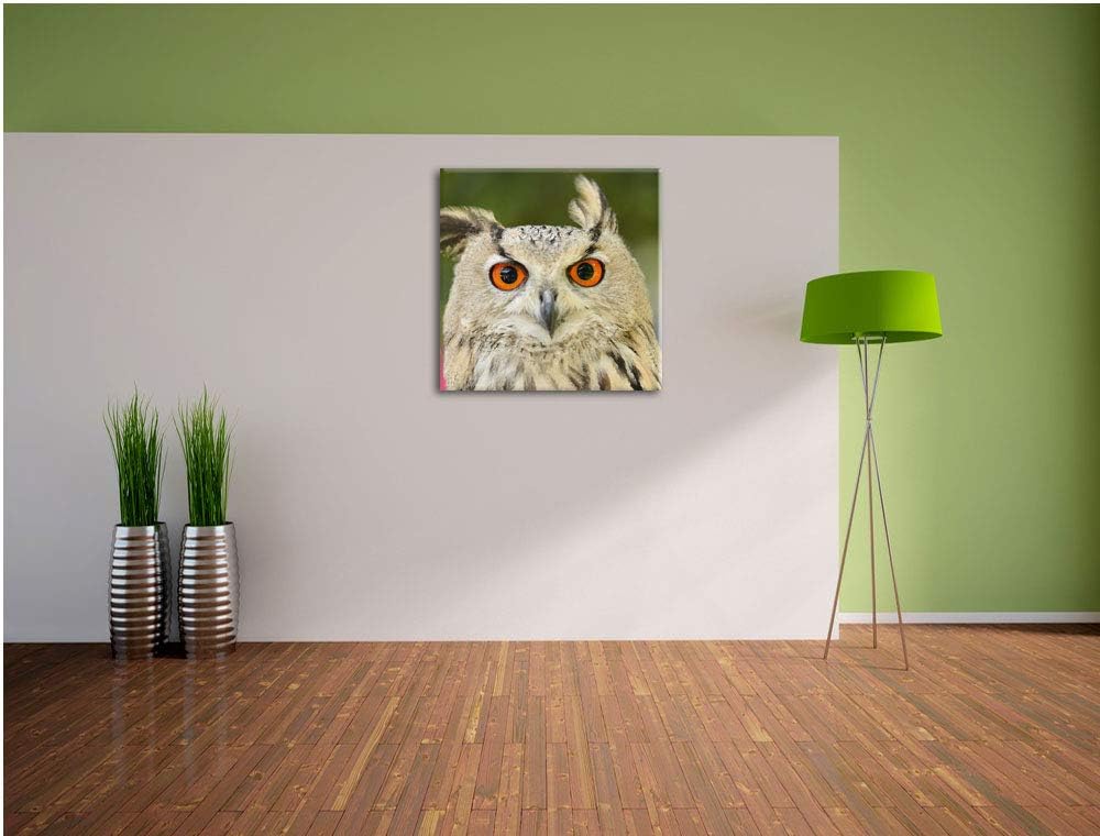 Eulen Kautz Orange Augen, Format: 70x70 auf Leinwand, XXL riesige Bilder fertig gerahmt mit Keilrahm