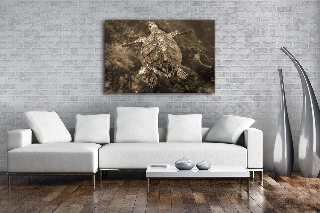 deyoli anmutige Schildkröte Format: 80x60 Effekt: Sepia als Leinwandbild, Motiv fertig gerahmt auf E
