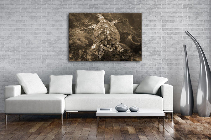 deyoli anmutige Schildkröte Format: 80x60 Effekt: Sepia als Leinwandbild, Motiv fertig gerahmt auf E