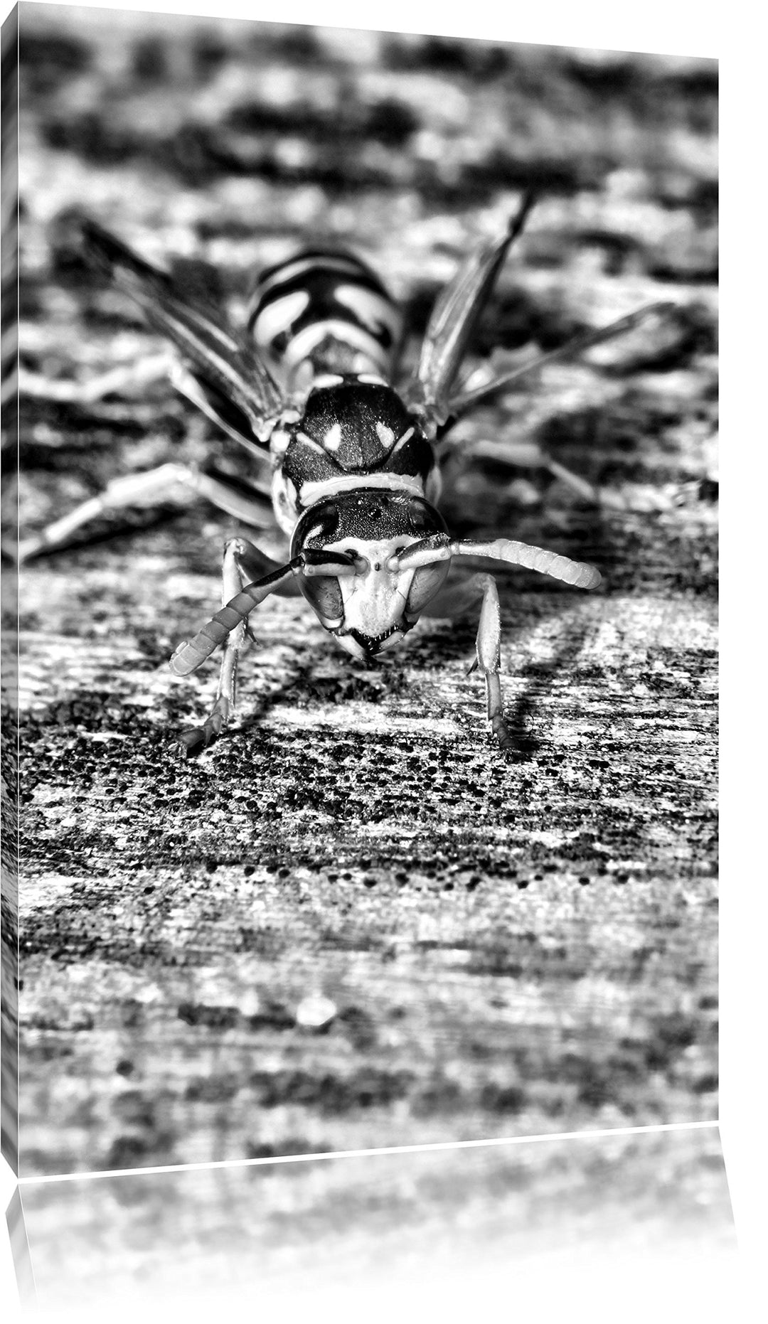 Monocrome, Wespe auf Holz, Format: 100x70 auf Leinwand, XXL riesige Bilder fertig gerahmt mit Keilra