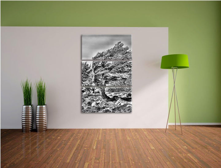 Pixxprint Monocrome, Schiefer Baum 3-Teiler Leinwandbild 120x80 Bild auf Leinwand