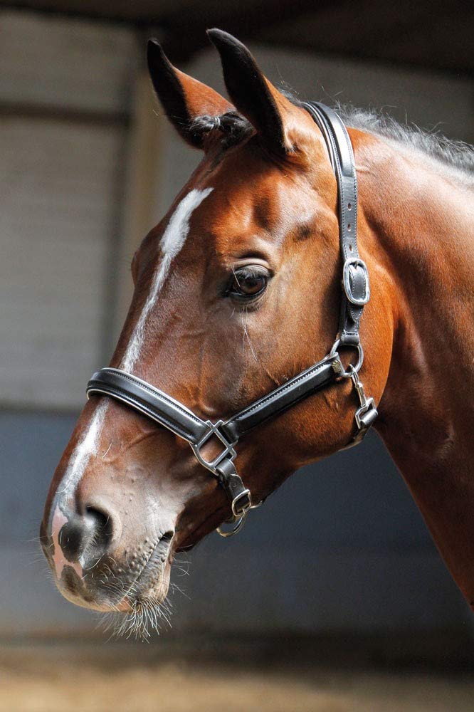 Harry's Horse Halster Leder, zwart met bies, Farbe:Silber, Grösse:cob M silight brauner, M silight b