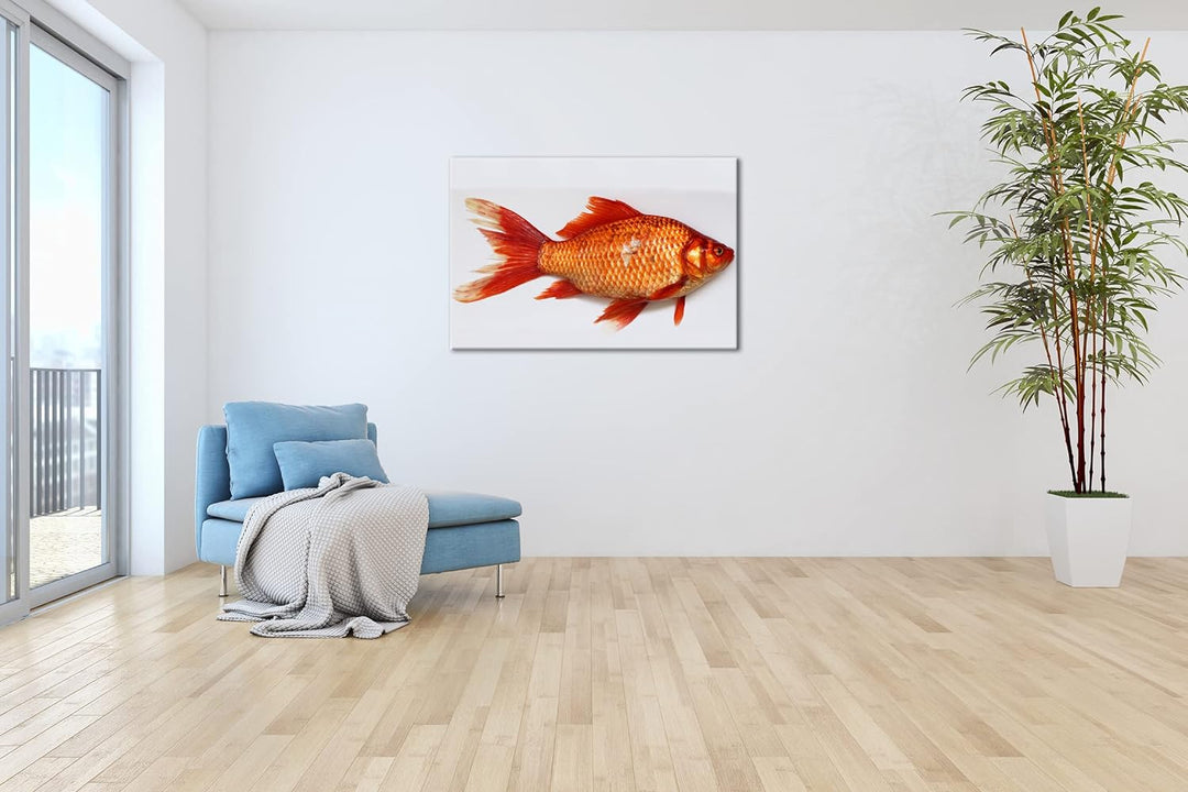 deyoli glänzender Goldfisch im Format: 80x60 als Leinwandbild, Motiv fertig gerahmt auf Echtholzrahm
