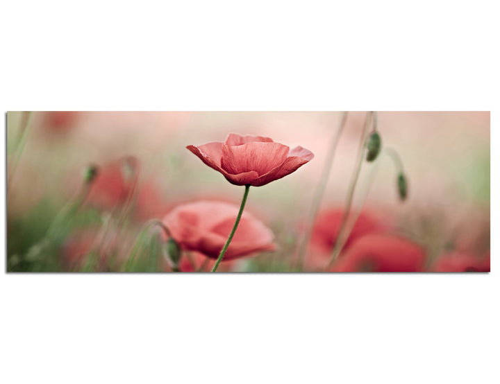 Paul Sinus Art Panoramabild auf Leinwand und Keilrahmen 150x50cm Mohnblumen Frühling Natur