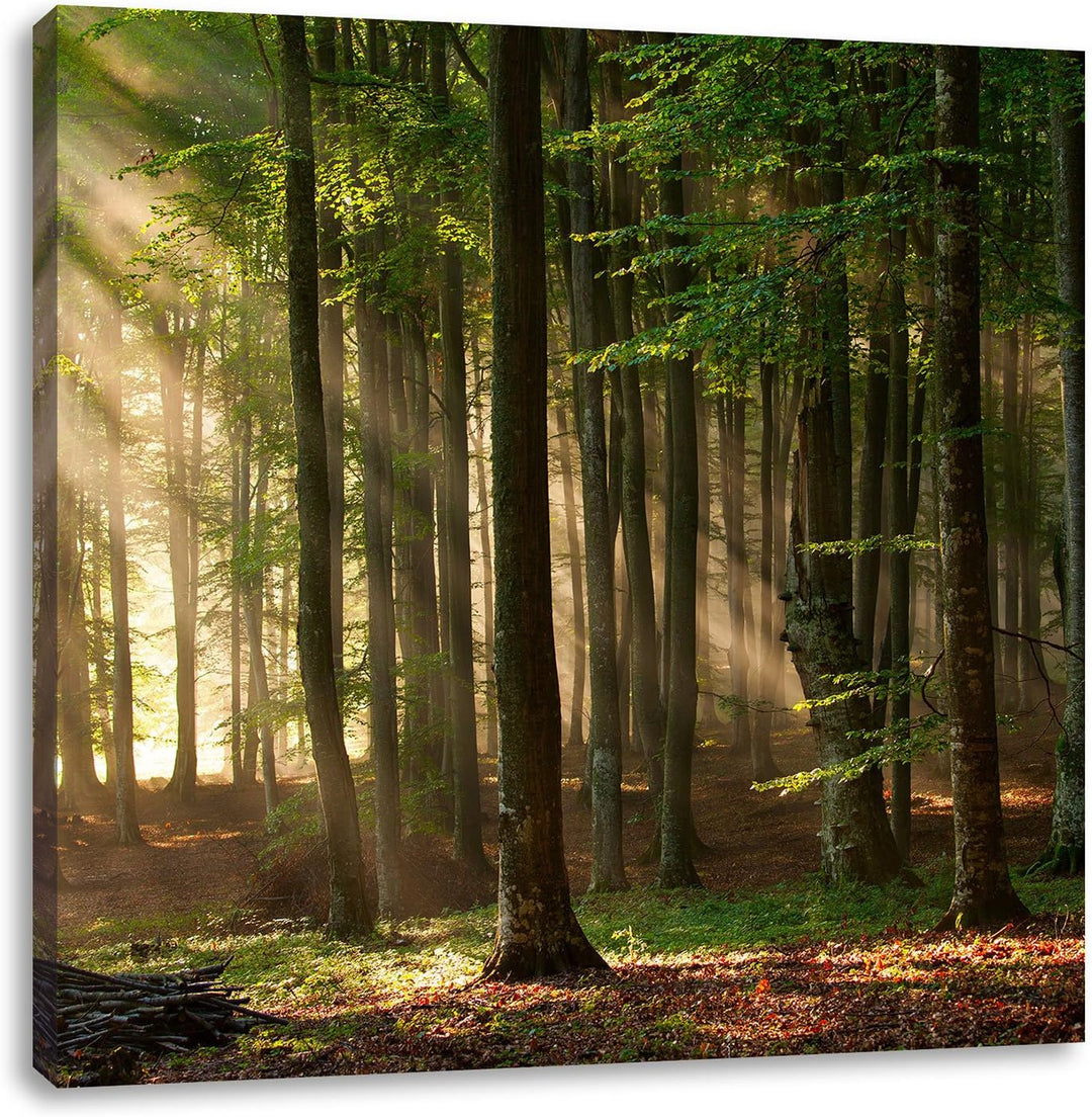 Pixxprint Bäume im Licht, Format: 70x70 auf Leinwand, XXL riesige Bilder fertig gerahmt mit Keilrahm