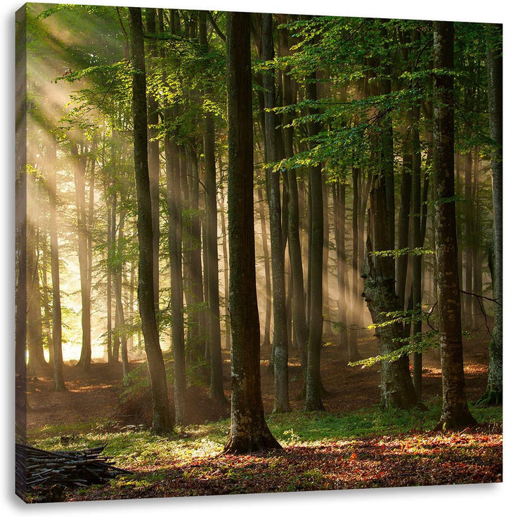 Pixxprint Bäume im Licht, Format: 70x70 auf Leinwand, XXL riesige Bilder fertig gerahmt mit Keilrahm