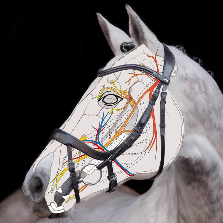 Schockemöhle Equitus Alpha Anatomic Special Snaffle Bridle Schwarz Cob, Schwarz Cob