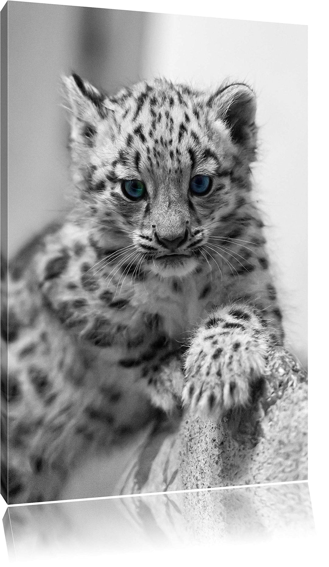 niedliches Leopardenjunges beim Klettern schwarz/weiss auf Leinwand, XXL riesige Bilder fertig gerah