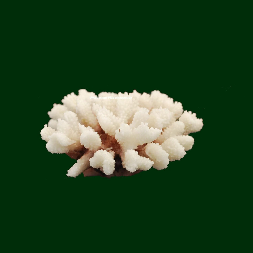 AQUARIUM PLÜDERHAUSEN Steinkoralle, 21x15x8 cm, SPS, Meerwasseraquarium Korallen, Acropora Nachbildu