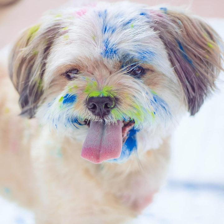 POLVO HOLI - 1KG Holi Pulver (Dunkelblau)