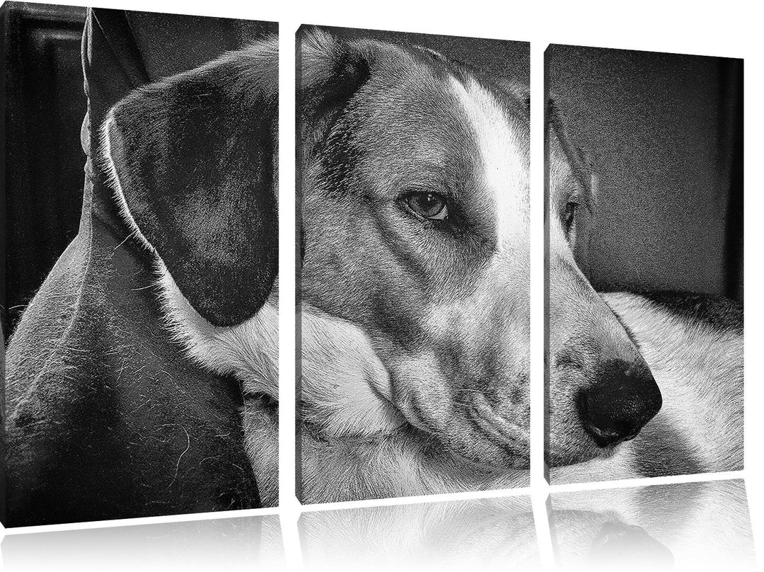 Pixxprint Monocrome, Jack Russel Terrier ruht Sich aus 3-Teiler Leinwandbild 120x80 Bild auf Leinwan
