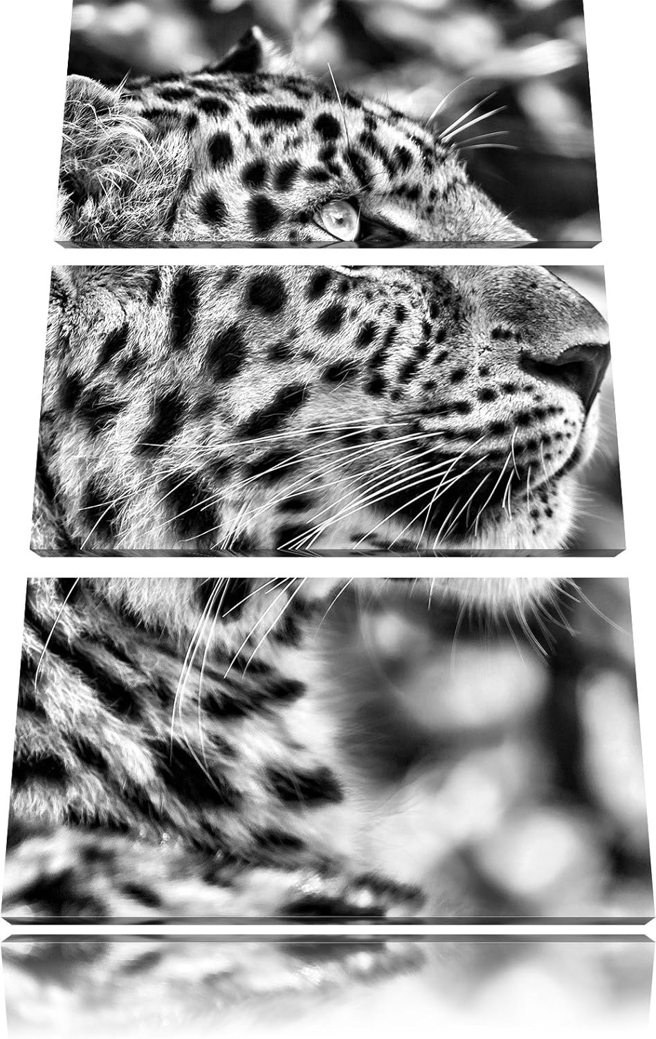 Pixxprint prächtiger Leopard im Schatten als Leinwandbild/Grösse: 3 Teilig (120x80) cm/Wandbild/Kuns