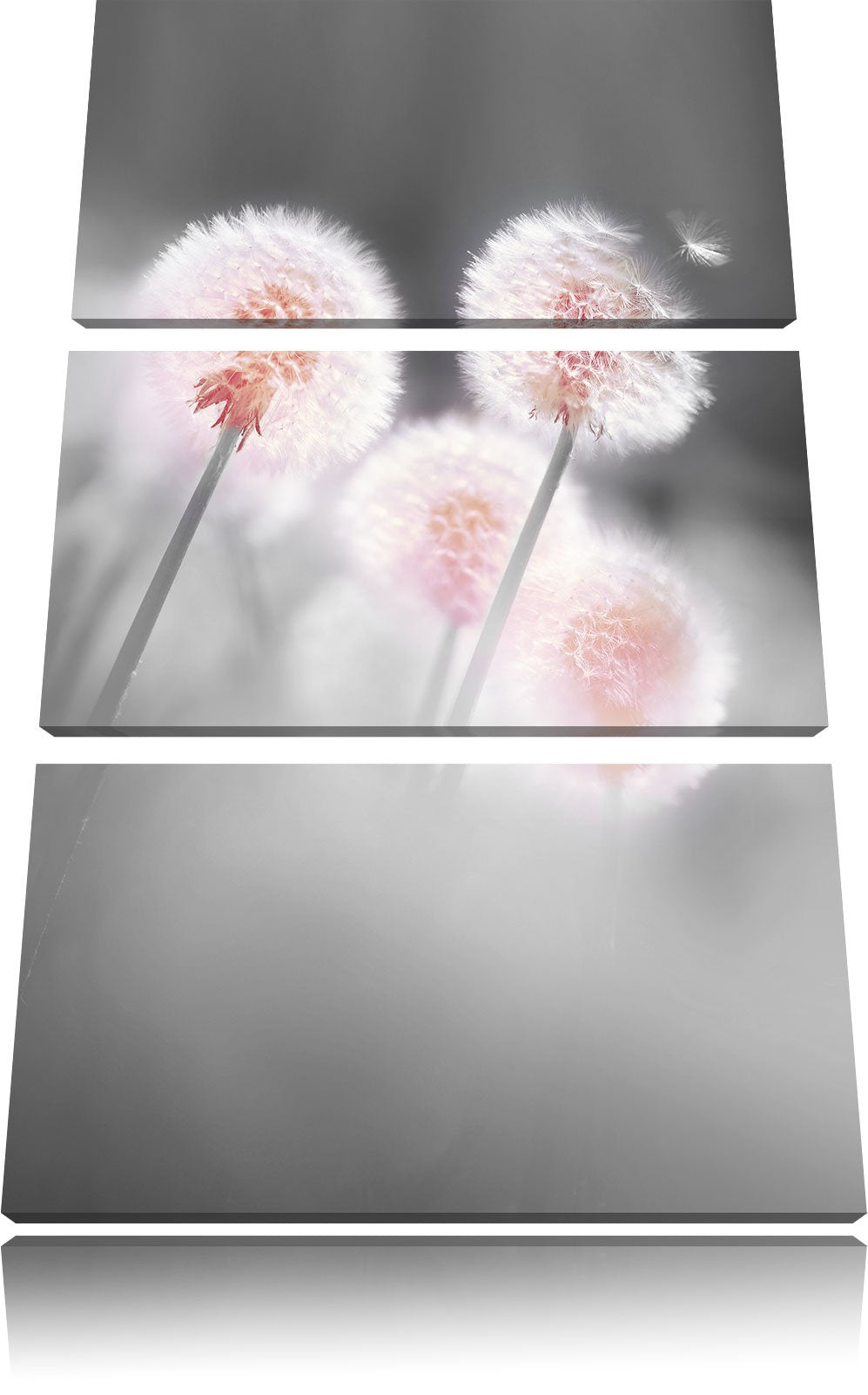 Pixxprint Pusteblumen im morgendlichen Wind B&W Detail 3-Teiler Leinwandbild 120x80 Bild auf Leinwan