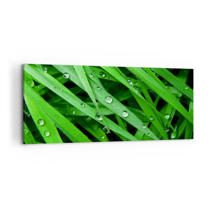 Wandbilder Dekoration Wohnzimmer Natur Gras Wasser Tropfen Panorama Bilder auf Leinwand 120x50cm Lei