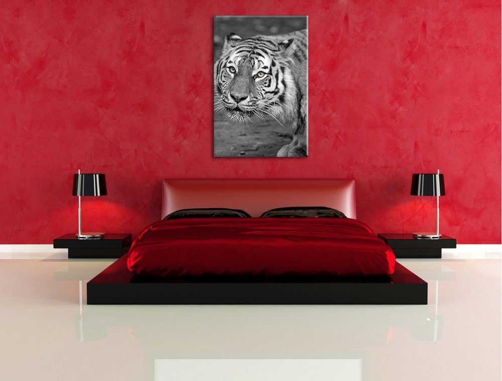 scheuer grosser Tiger schwarz/weiss auf Leinwand, XXL riesige Bilder fertig gerahmt mit Keilrahmen,