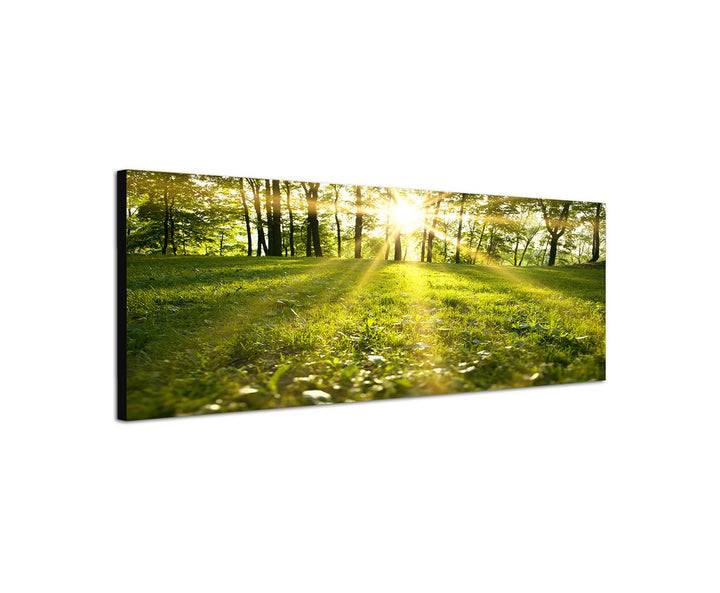 Augenblicke Wandbilder Leinwandbild als Panorama in 150x50cm Wald Wiese Frühling Sonnenstrahlen